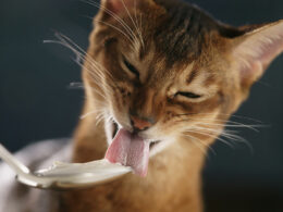 Can Cats Eat Yogurt