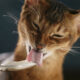 Can Cats Eat Yogurt